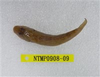 藏品(極樂鰕虎)的圖片